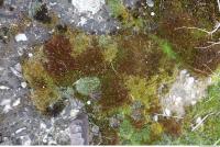 Photo Texture of Mossy 0004